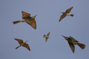 BCBee-eater montage 1small