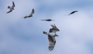 Sooty Falcon Osprey small1