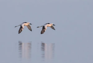 TomBedford.20151105.4487-2