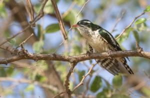 TomBedford.20151107.5581