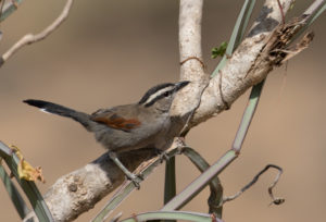 TomBedford.20151108.5934