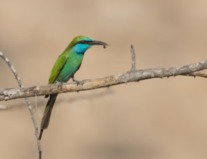 TomBedford.20151110.7086