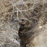 Caucasian Grouse- Kazbegi- Georgia April 14