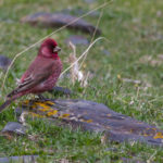 Great Rosefinch- Kazbegi- Georgia April 14