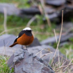 Guldenstadt's Redstart, Kazbegi, Georgia April 14