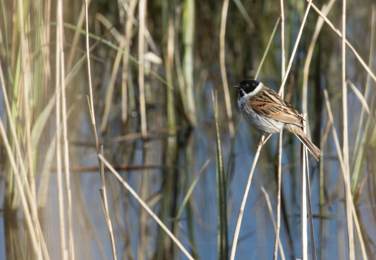 TomBedford.160501.8901