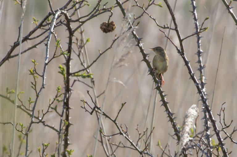 TomBedford.160501.8902