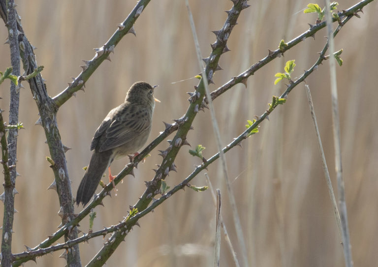 TomBedford.160501.8905