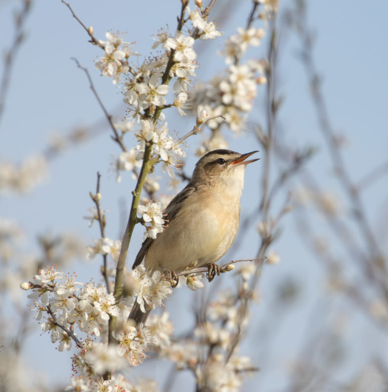 TomBedford.160501.8913-2