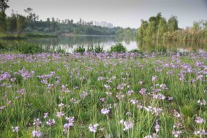 TomBedford.20160511.9481