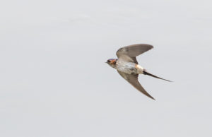 TomBedford.20160511.9589