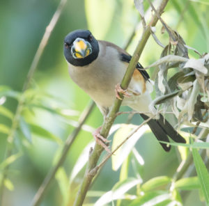 TomBedford.20160511.9638