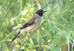 TomBedford.20160511.9646