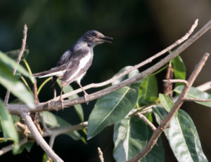 TomBedford.20160511.9708-1