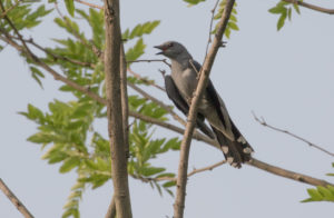 TomBedford.20160511.9734-1