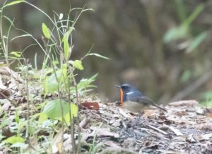 TomBedford.20160512.6161