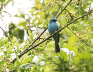 TomBedford.20160512.9825-1