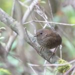 TomBedford.20160512.9906