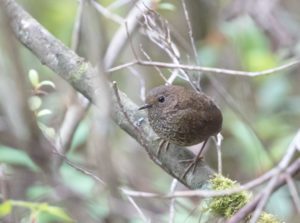 TomBedford.20160512.9906