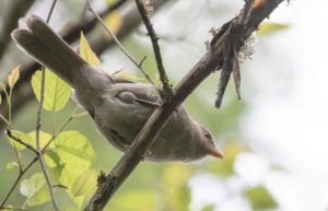 TomBedford.20160512.9928