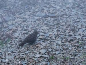 TomBedford.20160513.0019-1