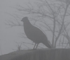 TomBedford.20160513.0026-1