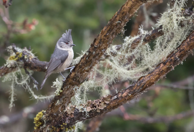 TomBedford.20160513.0048