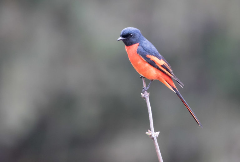 TomBedford.20160513.0060-1