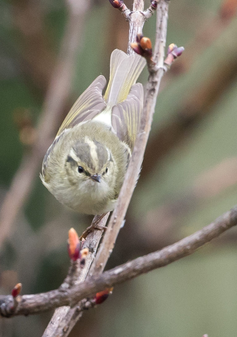 TomBedford.20160513.0076