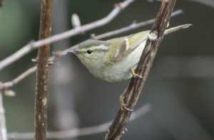 TomBedford.20160513.0086