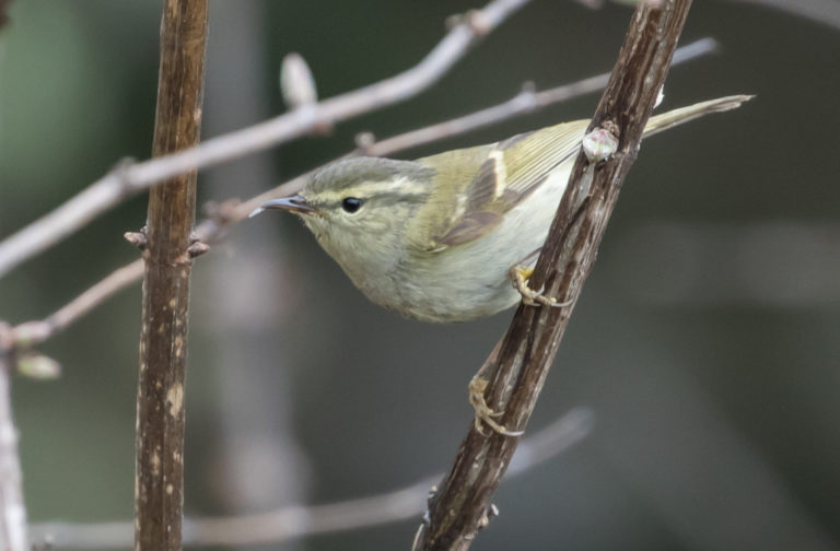 TomBedford.20160513.0086