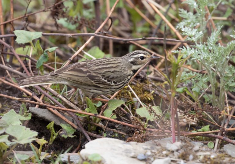 TomBedford.20160513.0110-1