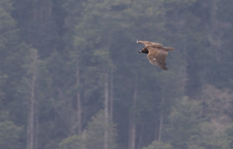 TomBedford.20160513.0143