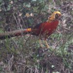 TomBedford.20160513.0180