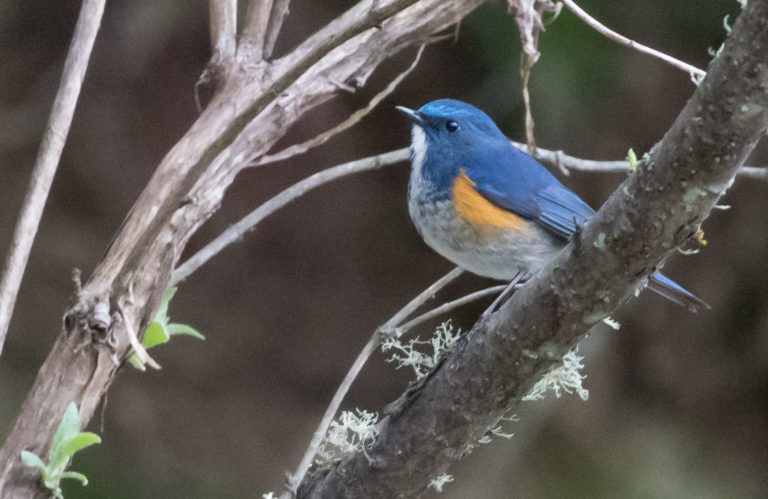 TomBedford.20160513.0185