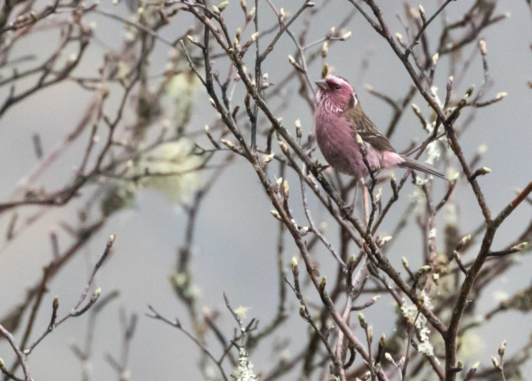 TomBedford.20160514.0213-1