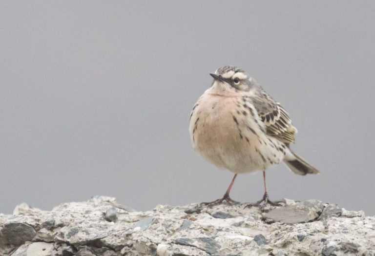 TomBedford.20160514.0237-1