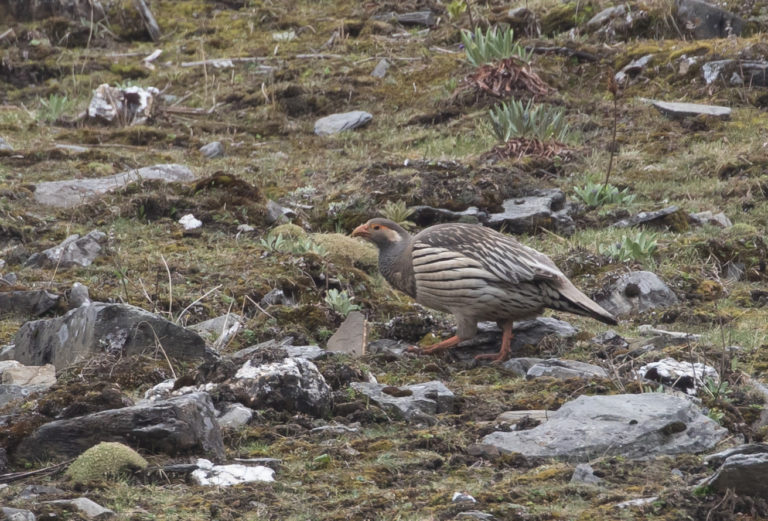 TomBedford.20160514.0276