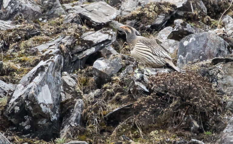 TomBedford.20160514.0294-1