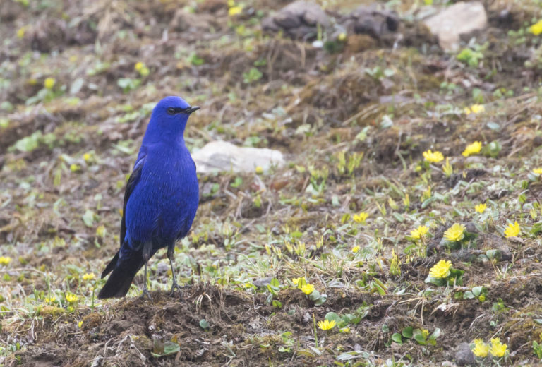 TomBedford.20160514.0350-2