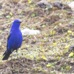 TomBedford.20160514.0350-3