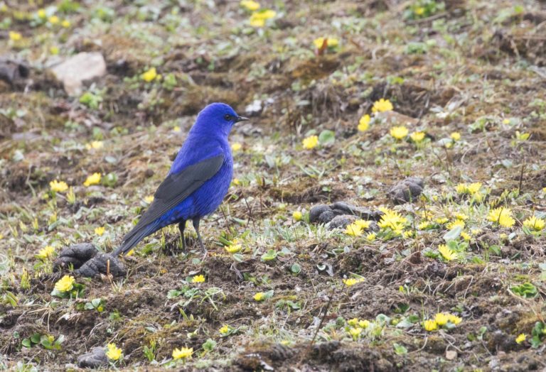 TomBedford.20160514.0355-1