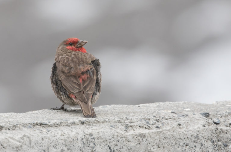 TomBedford.20160514.0400