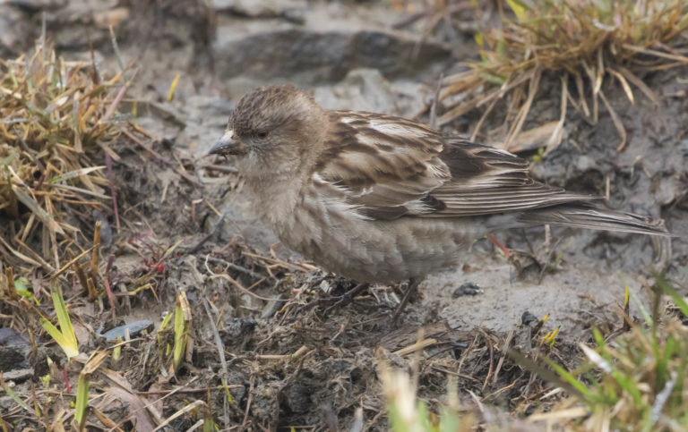 TomBedford.20160514.0434