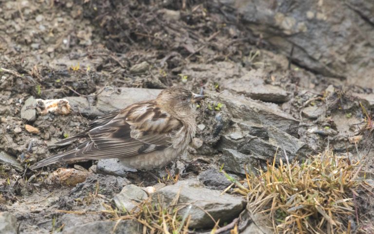 TomBedford.20160514.0437