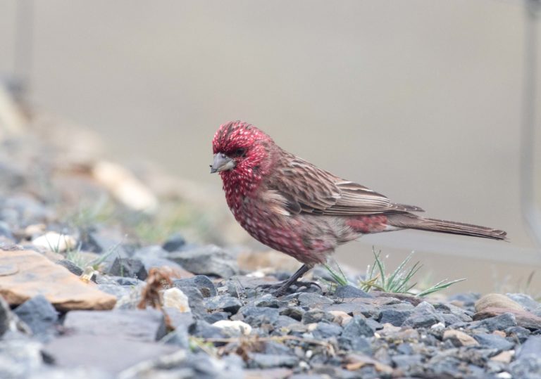 TomBedford.20160514.0468-1