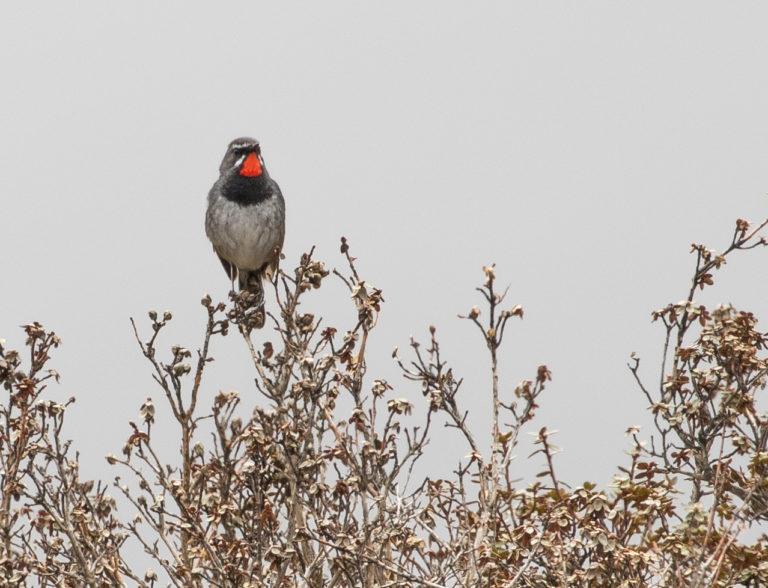 TomBedford.20160514.0498-1