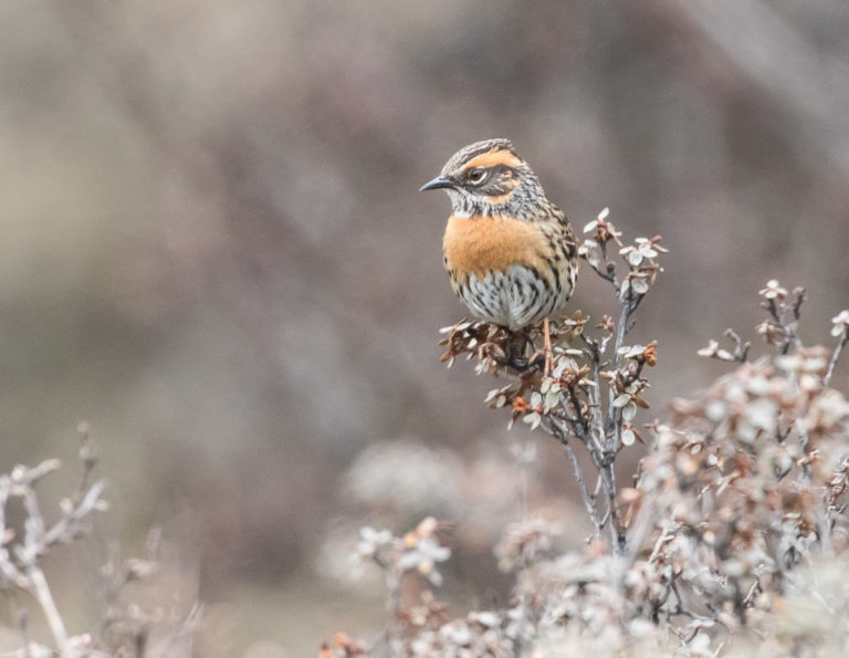 TomBedford.20160514.0508-1