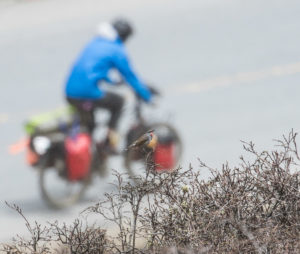 TomBedford.20160514.0527-1