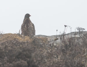 TomBedford.20160514.0550-1